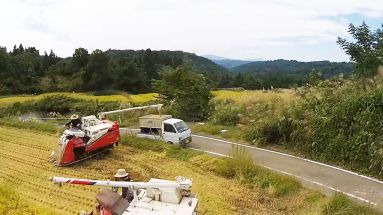 稲刈り真っ只中！